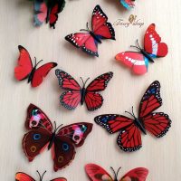 beaux papillons dans la conception de la photo du couloir