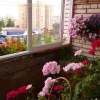 bright flowers on the balcony on the shelves interior picture