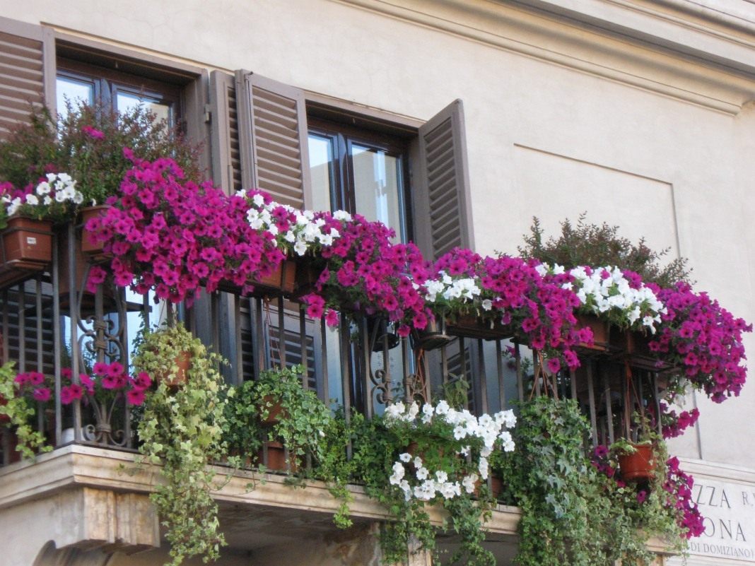 bellissimi fiori sul balcone sull'esempio degli scaffali
