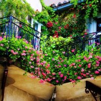 bellissimi fiori sul balcone nella foto di design degli scaffali