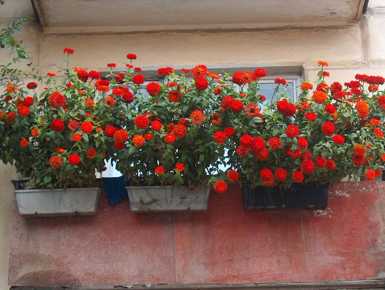 fiori luminosi all'interno del balcone sull'esempio di architravi