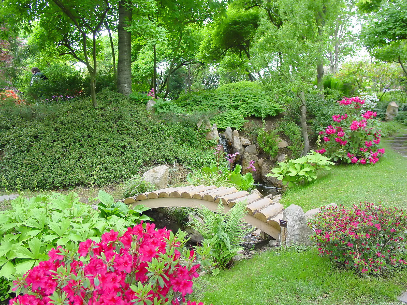 bel aménagement paysager du jardin à l'anglaise avec des fleurs