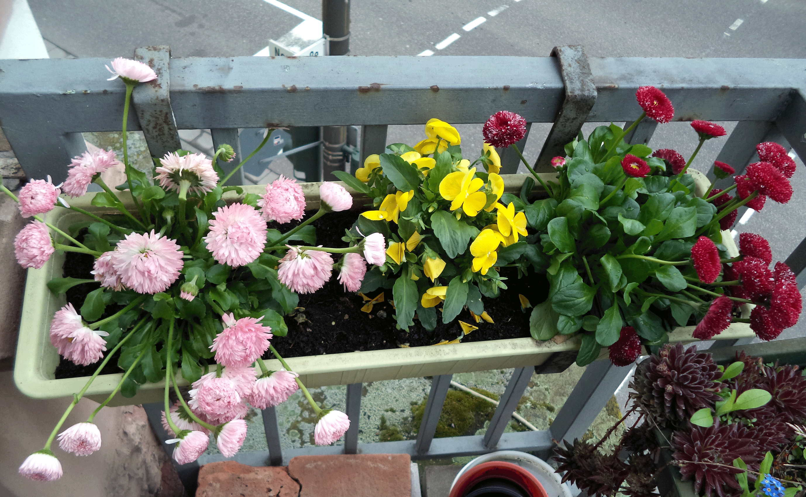 fleurs chics sur le balcon à l'intérieur des étagères