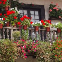 beautiful flowers in the interior of the balcony on the lintels interior photo
