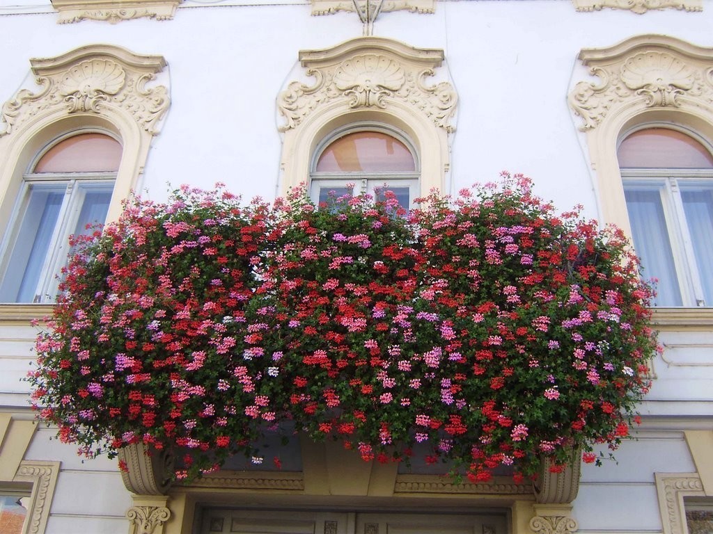 bright flowers on a balcony on whatnot design