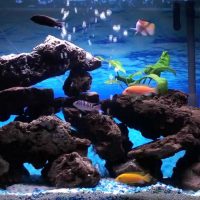 idée de décoration lumineuse de la photo d'aquarium