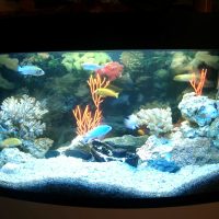idée de décoration insolite d'une photo d'aquarium à la maison