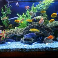l'idée d'une belle décoration d'une photo d'aquarium à la maison