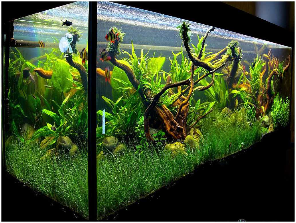 variante de décoration d'aquarium inhabituel