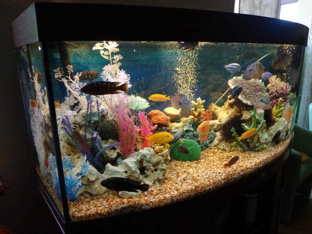 idée de décoration originale d'aquarium