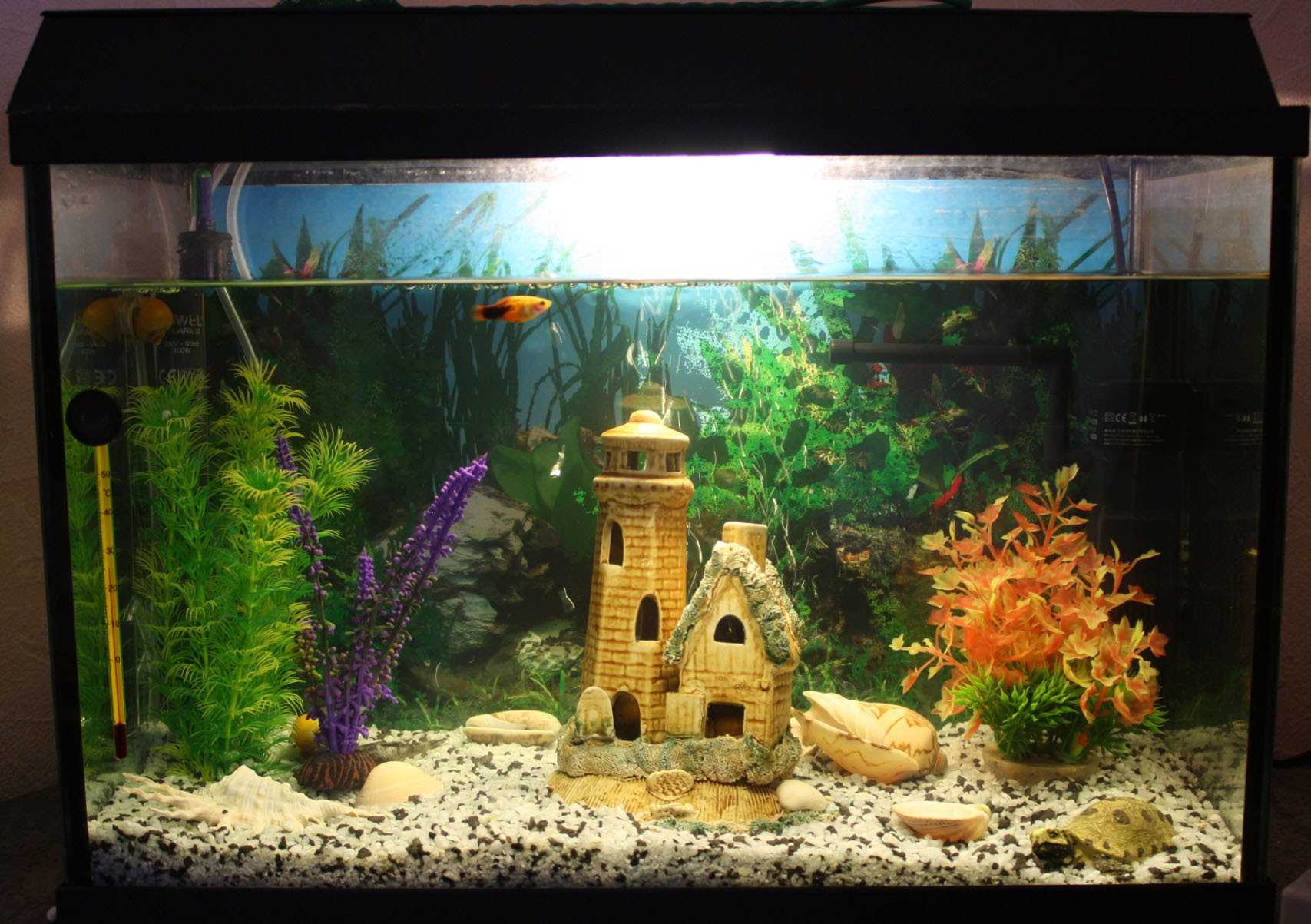 variante de décoration insolite d'aquarium à la maison