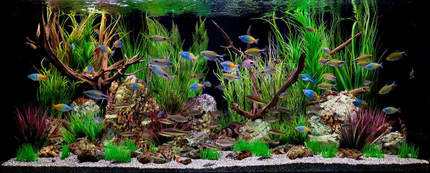 variante de belle décoration d'aquarium