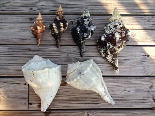 clean shells