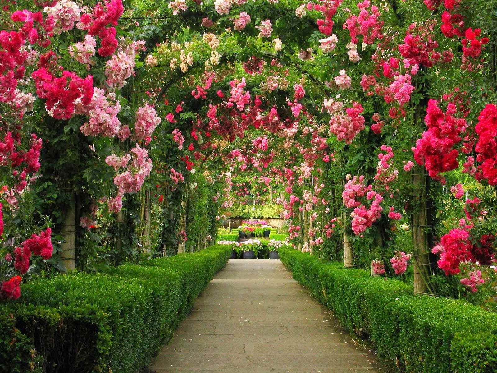 exemple d'utilisation de belles roses dans l'aménagement paysager
