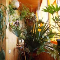 l'idea di utilizzare idee brillanti per decorare il giardino d'inverno nella foto della casa