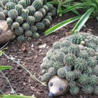 Ricci di cactus per la decorazione del giardino