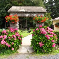Rožinės hortenzijos sodo takelio šonuose