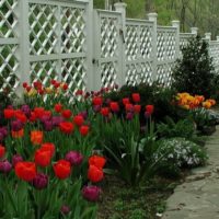 Virágágyás tulipánokkal, egy fából készült kerítés mentén