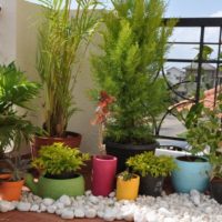 Plantes en pot pour décorer un petit jardin