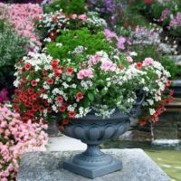 Belles fleurs dans un pot en béton