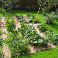 Place for growing vegetables on a personal plot