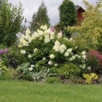 Flowerbed with blooming hydrangea in a summer cottage