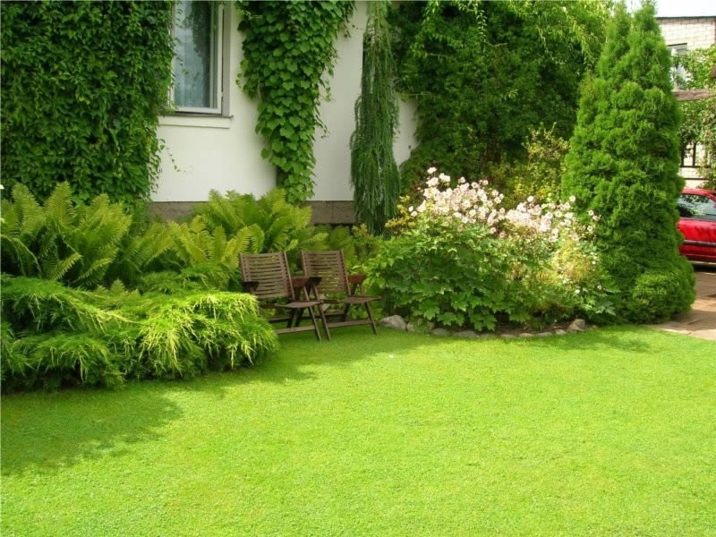 الأرض العشب في حديقة منزل ريفي