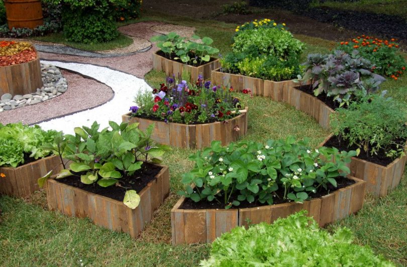 Des parterres de légumes soignés en planches dans l'aménagement paysager d'un petit jardin