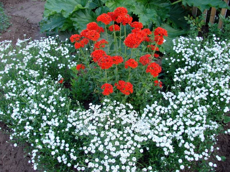 La combinazione di fiori rossi e bianchi su un letto di fiori