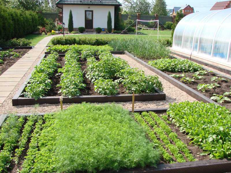 Beautiful design of vegetable beds in a summer cottage