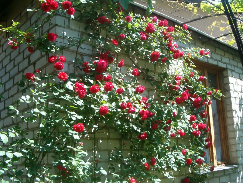 Rosa rampicante rossa su una parete della casa con mattoni a vista