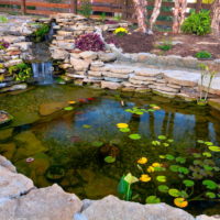Градинско езерце с водни лилии на повърхността на водата