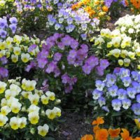 Multi-colored violets in a garden flower bed