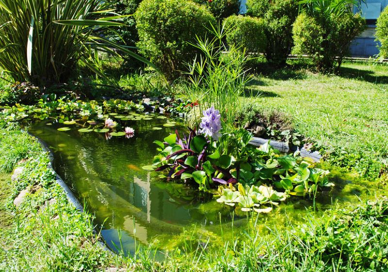Petit bassin avec plantes aquatiques