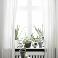 Plantes d'intérieur sur un rebord de fenêtre blanc