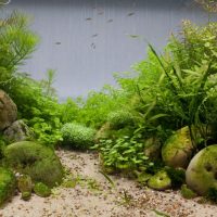 Imitation d'algues de la jungle