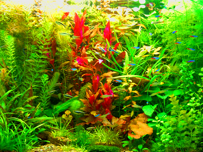 L'abondance de végétation dans l'aquarium à la hollandaise
