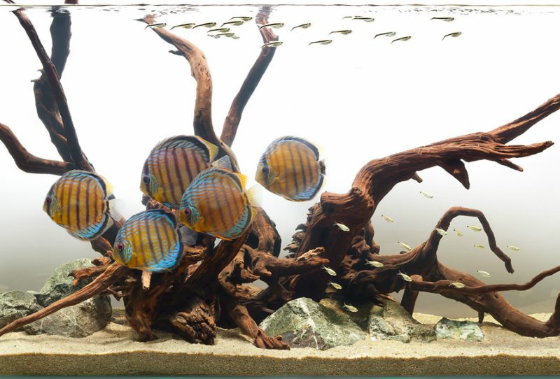 Poisson rayé dans un aquarium de rivière