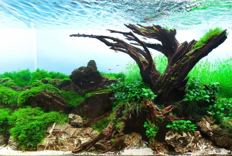 Les racines de l'arbre à l'intérieur de l'aquarium