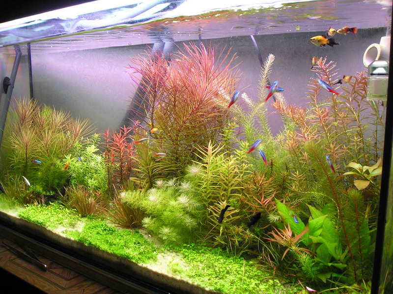 Plantes aquatiques colorées dans un aquarium à la maison