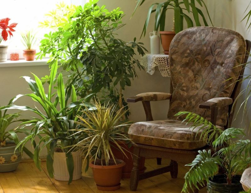 Chaise marron parmi les plantes d'intérieur