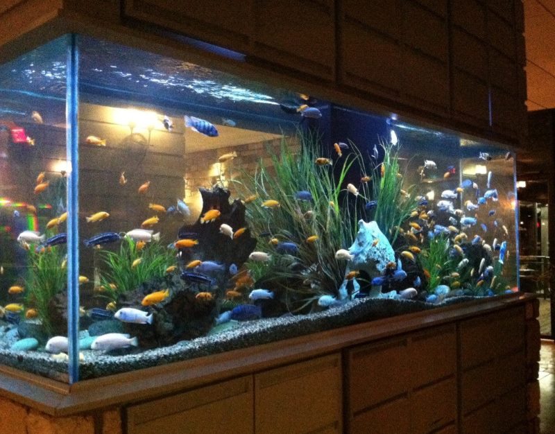 Aquarium avec un fond rectangulaire dans le salon