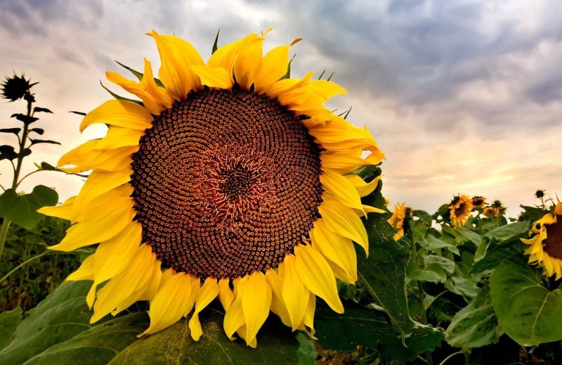 Photo of a flower of a sunflower during the ripening of seeds