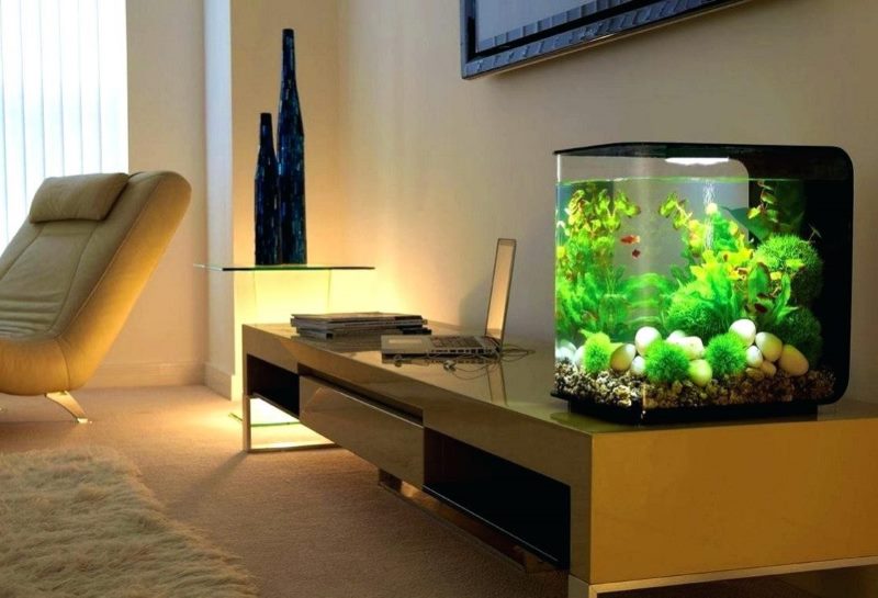 Petit aquarium sur le bureau