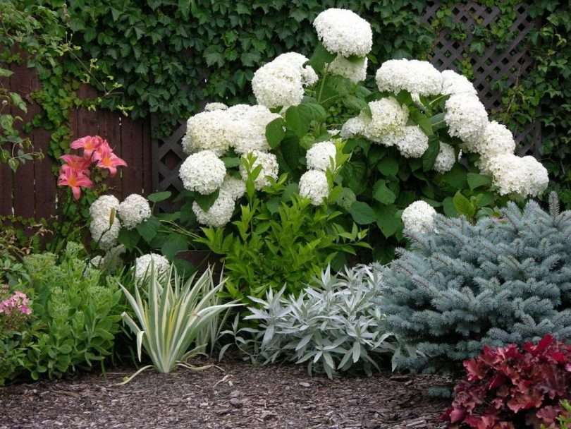 Balto panikulu hortenzijas krūms ar baltiem ziediem