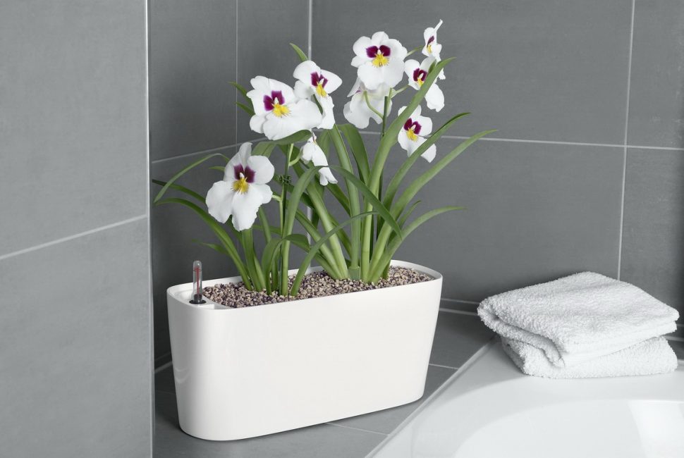 Un petit pot de fleurs à l'intérieur de la salle de bain