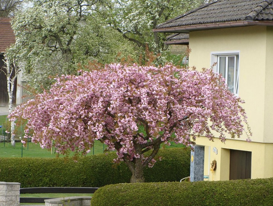 Díszes cseresznyevirágok egy gondozott kertben
