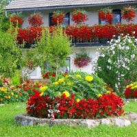Beautiful flowerbed with red flowers