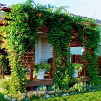 Het terras groen maken met klimplanten