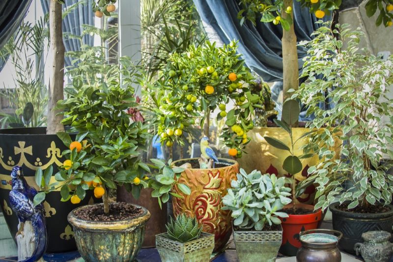 Citrons et autres plantes d'intérieur dans la véranda sur le balcon